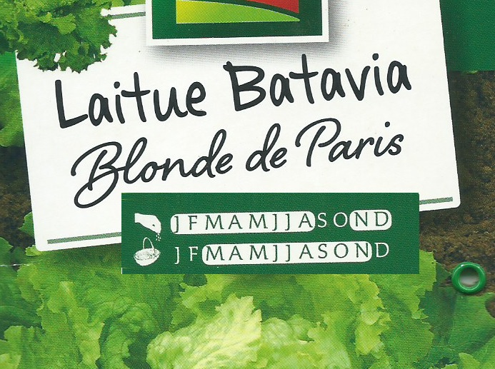 Laitue Batavia Blonde De Paris Les Jardins De Dzprod