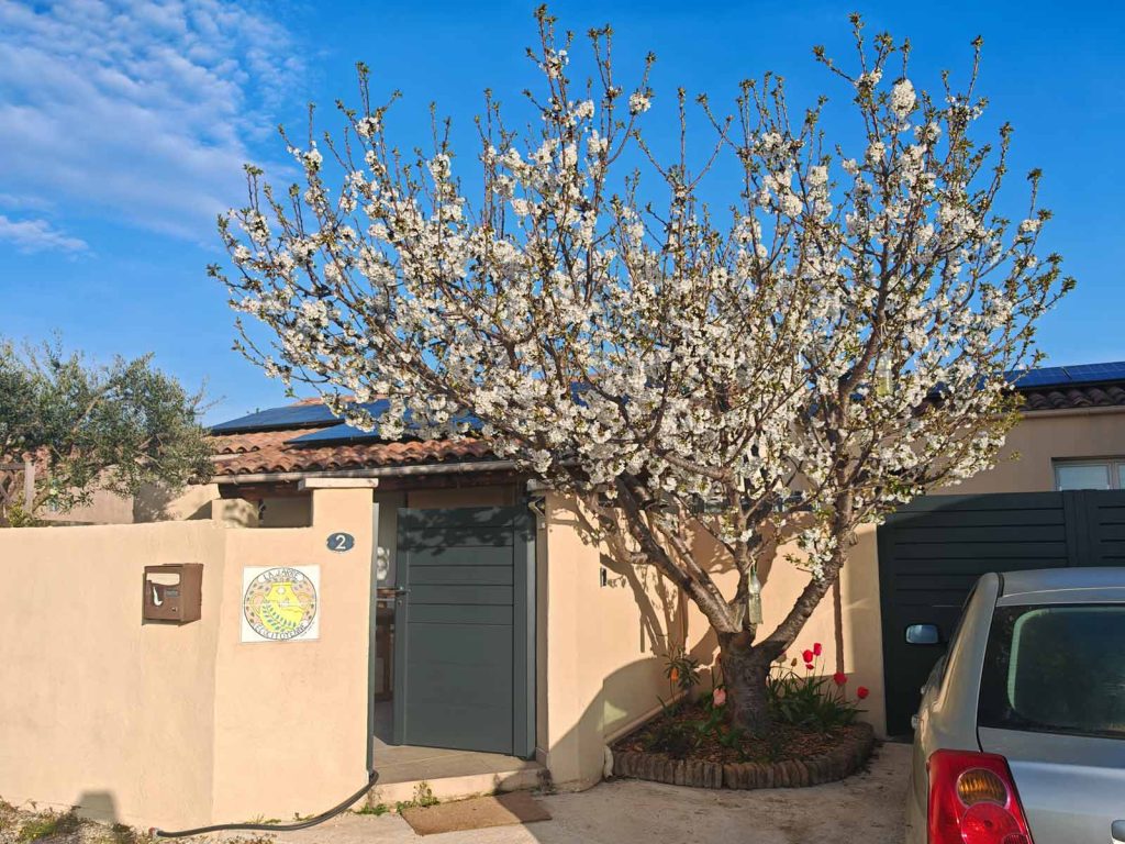 Cerisier Burlat DZprod Jardin au 04 Avril 2025
