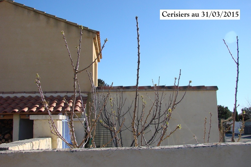 Cerisiers en début de floraison au 31-03-2015