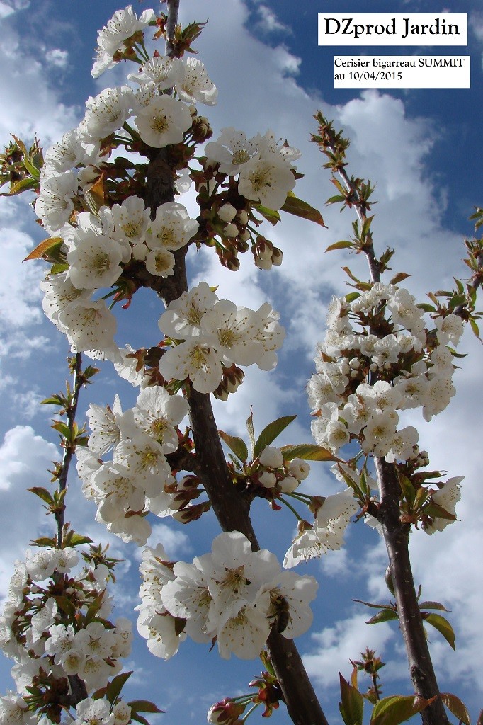 Floraison cerisier summit au 11-04-2015