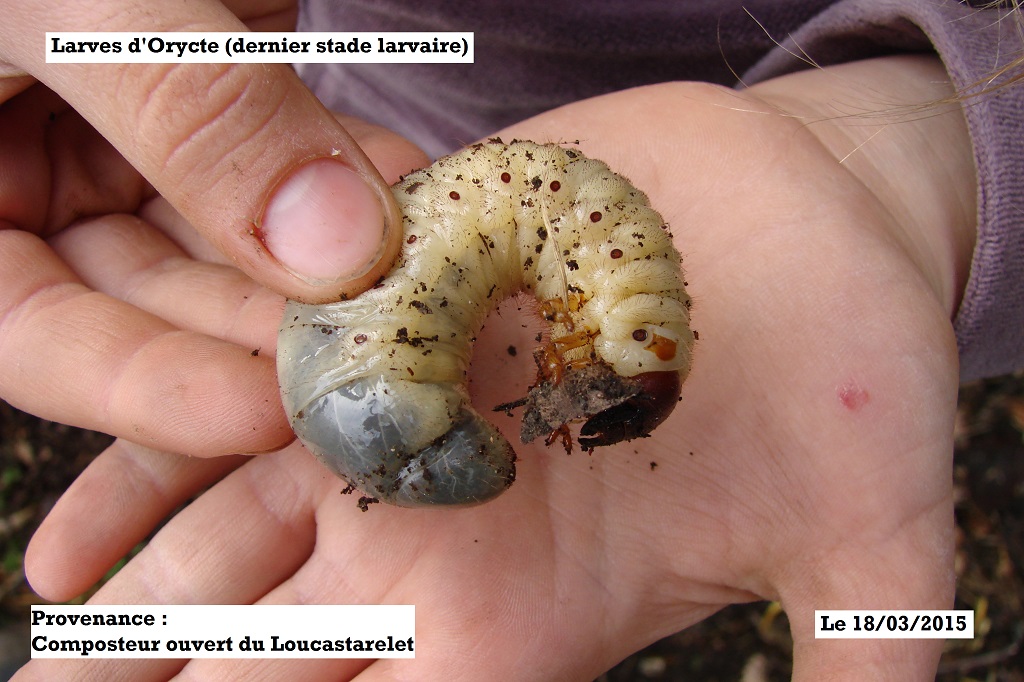 Les larves d’Oryctes saproxylophages du Compost