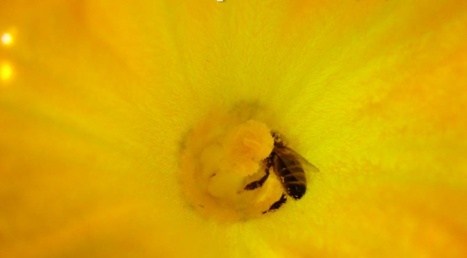 abeille sauvage sur fleur mâle de courgette - DZprod Jardin - 15 juin 2016