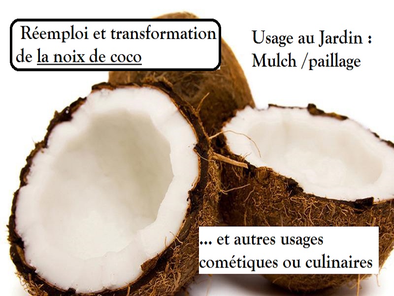 Réemploi et autres utilisation des noix de coco