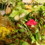 Salade laitue - graines germées en gros plan - 15-04-2015
