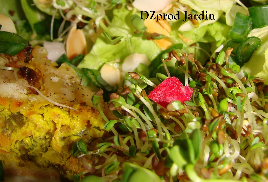 Salade laitue graines germées et tarte cebette curcuma du 15-04-2015