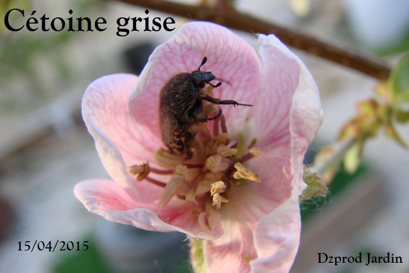 cétoine grise fleur de cognassier 15-04-2015