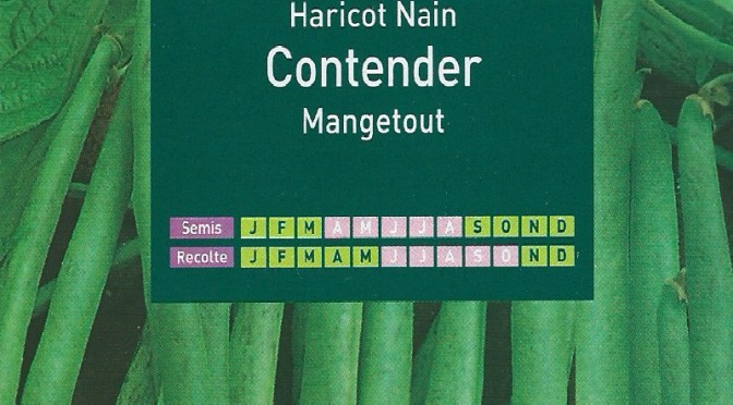Haricot Nain CONTENDER Mangetout