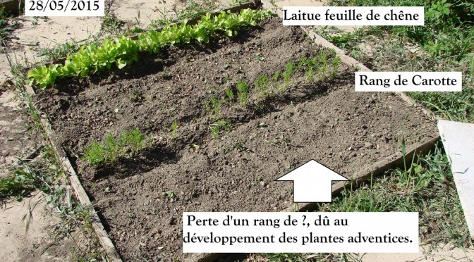 Perte du rang de semis dû au développement des plantes adventices 28-05-2015