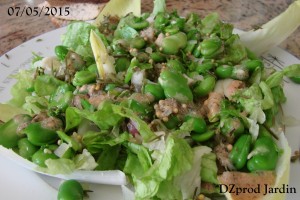 Salade de laitue Appia et fève Aquadulce du 07-05-2015