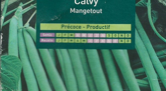 Haricot Nain Calvy Mangetout