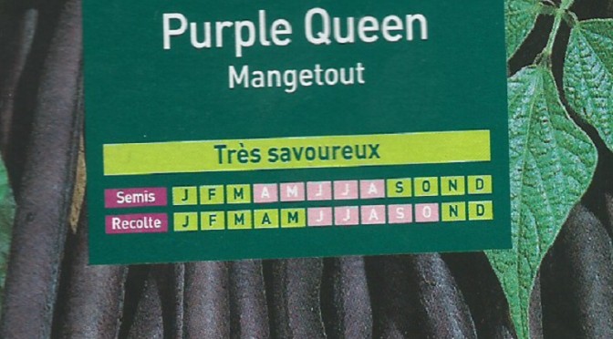 Haricot Nain Purple Queen Mangetout