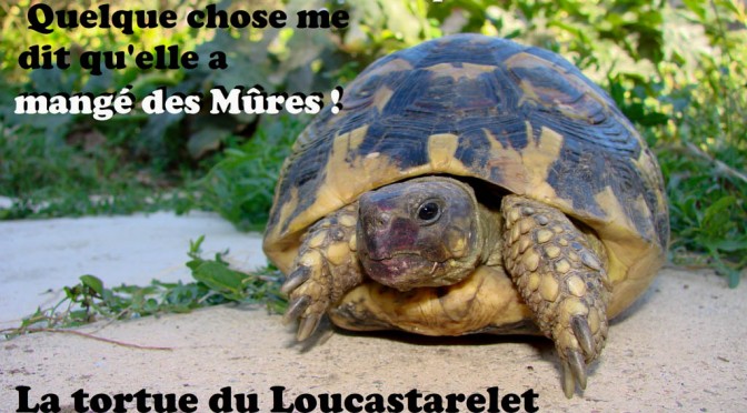 La tortue du Loucastarelet - DZprod Jardin - 29 août 2015