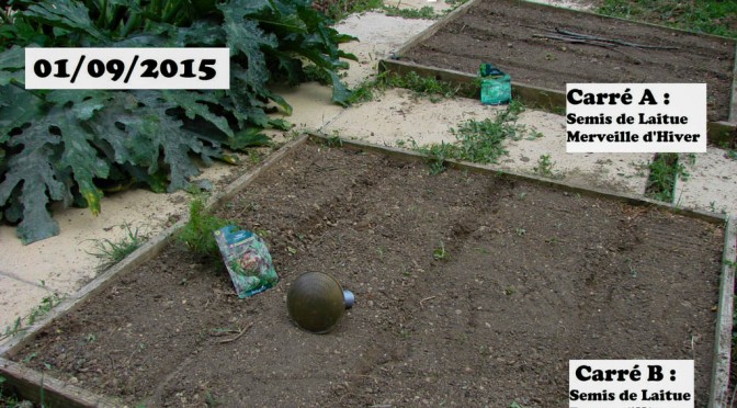 Semis de laitue dans les carrés A et B - DZprod Jardin - 01 septembre 2015