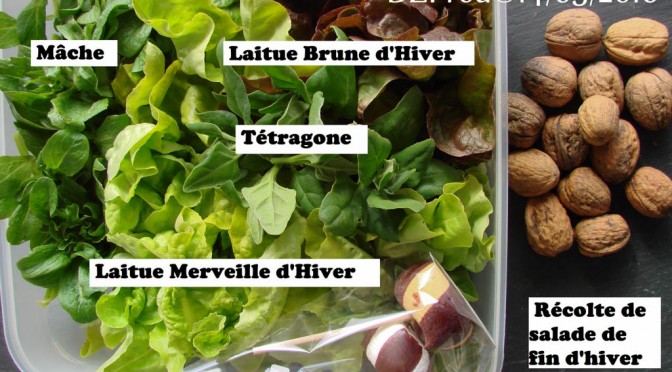 Salade offerte aux voisins Sandra & Stéphane - DZprod Jardin - 14 mars 2016