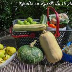 Kajo Récolte 19-08-2016 - DZprod Jardin - 19 août 2016
