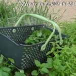 Kajo® Mélisse - DZprod Jardin - 08 mai 2016