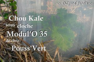 kale-sous-cloche-dzprod-jardin-02-novembre-2016