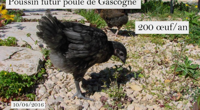 Ma poule de Gascogne au 10-04-2016