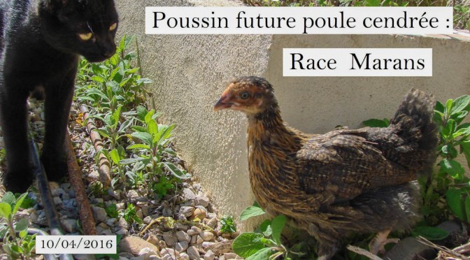 Ma poulette cendrée - Race Marans - 10-04-2016