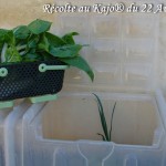 Récolte au Kajo dans Module Haut Pouss Vert - DZprod Jardin - 22 avril 2016