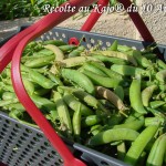 Récolte de pois à Rames du 10-04-2016