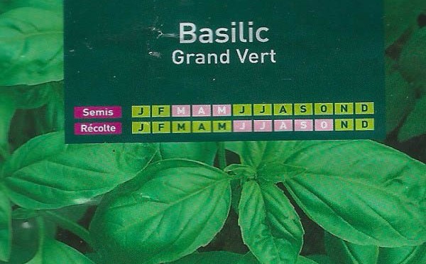 Basilic Grand Vert