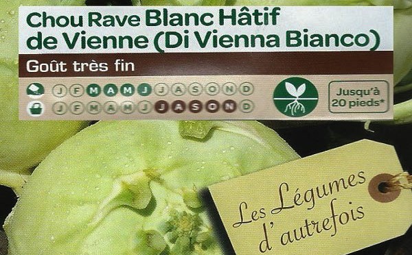 Chou Rave Blanc Hâtif de Vienne
