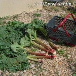 Récolte Rhubarbe au Kajo® - DZprod Jardin - 14 mai 2016
