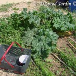 Récolte rhubarbe sur pied - DZprod Jardin - 14 mai 2016