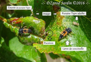 larve de coccinelle - punaise tigre - DZprod Jardin - 18 mai 2016