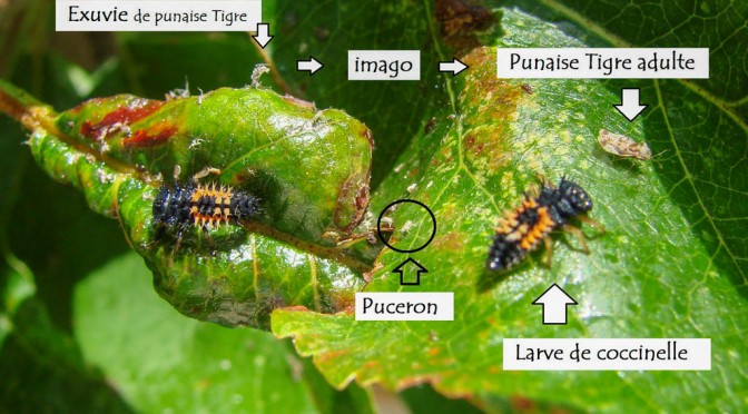 larve de coccinelle - punaise tigre - DZprod Jardin - 18 mai 2016