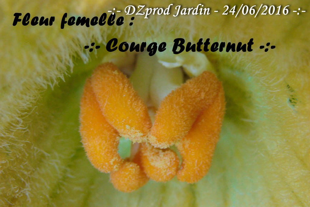Courge Butternut - Fleur femelle - DZprod Jardin - 24 juin 2016