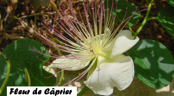Fleur de câprier - DZprod Jardin - 29 juin 2016