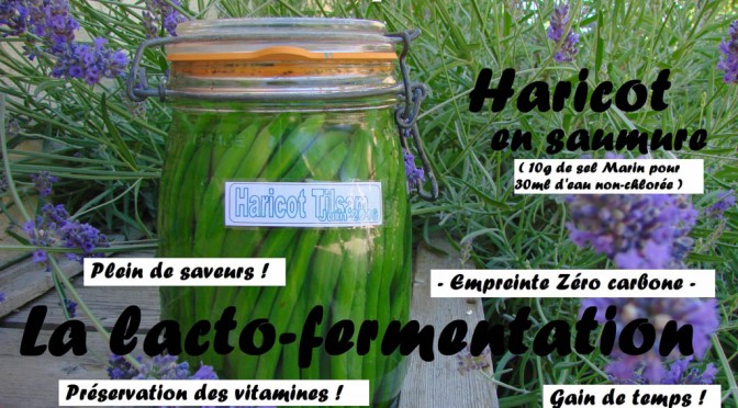 Lacto-fermentation Haricot du jardin - DZprod Jardin - 23 juin 2016