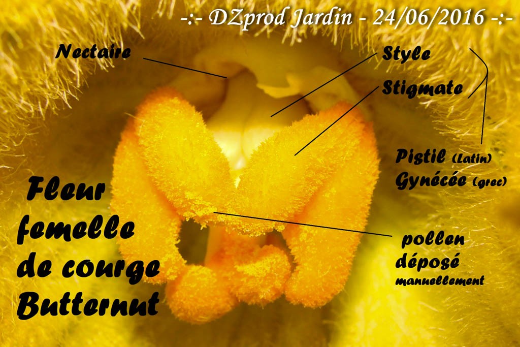 Macro fleur femelle Butternut - DZprod Jardin - 24 juin 2016