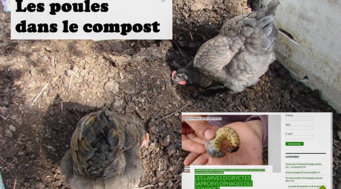 poules Loucascarelet compost orycte - DZprod Jardin - 28 août 2016