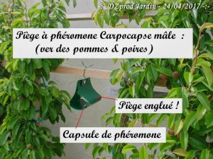 Piège à phéromone Algoflash Naturasol - carpocapse - cydia pomonella mâle - 24-04-2017