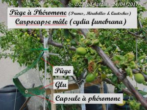 Piège à phéromone prunier Algoflash Naturasol - carpocapse - cydia funebrana mâle - 24-04-2017