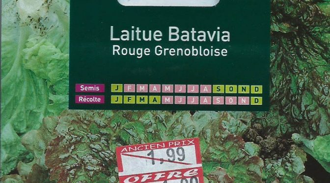 Laitue Batavia Rouge Grenobloise