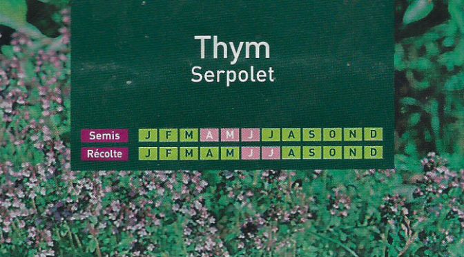 thym-serpolet