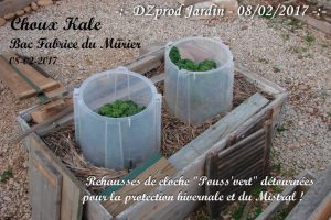 Choux Kale - rehausse de cloche pouss vert - 08-02-2017