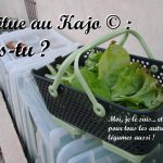 Laitue au kajo - DZprod Jardin - 23-12-2016