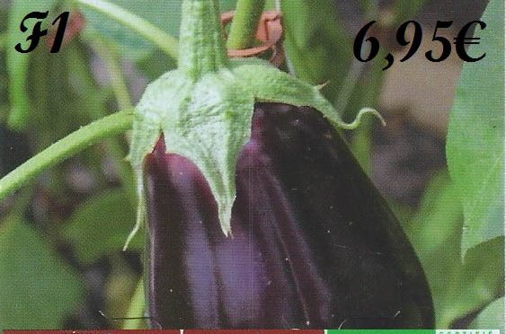 Plant greffé aubergine ronde F1 - botanic® - dzprod jardin