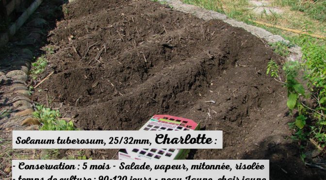 Pomme de terre Charlotte - Jardin DZprod du Loucascarelet - 26 mai 2017