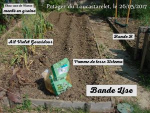 Pomme de terre Sitema - Jardin DZprod du Loucascarelet - 26 mai 2017