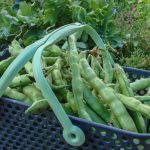 Récolte de fève au Kajo® 02-05-2017