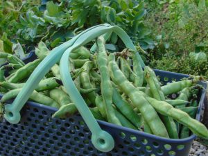 Récolte de fève au Kajo® 02-05-2017
