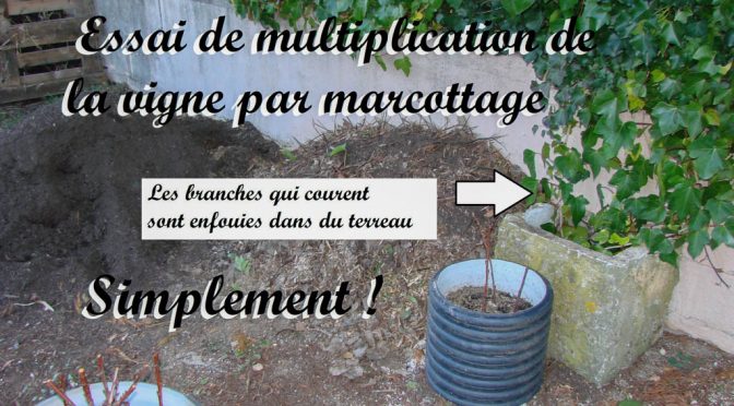 multiplication vigne vierge par marcotage - Dzprod Jardin de quartier - 23-12-2016