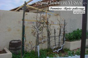 pommiers une fois palissés - DZprod Jardin - 10 décembre 2016