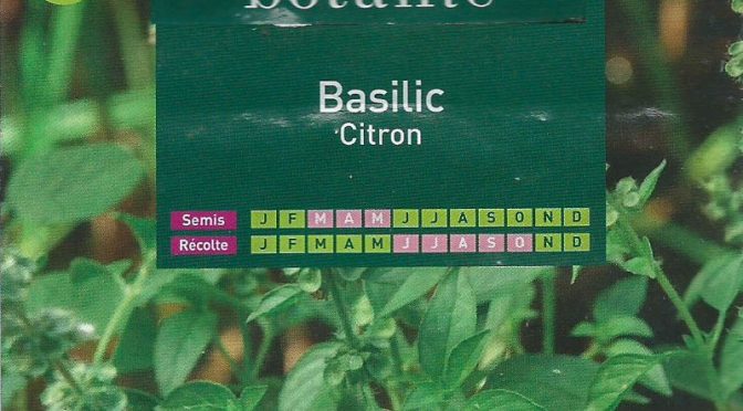 Basilic citron